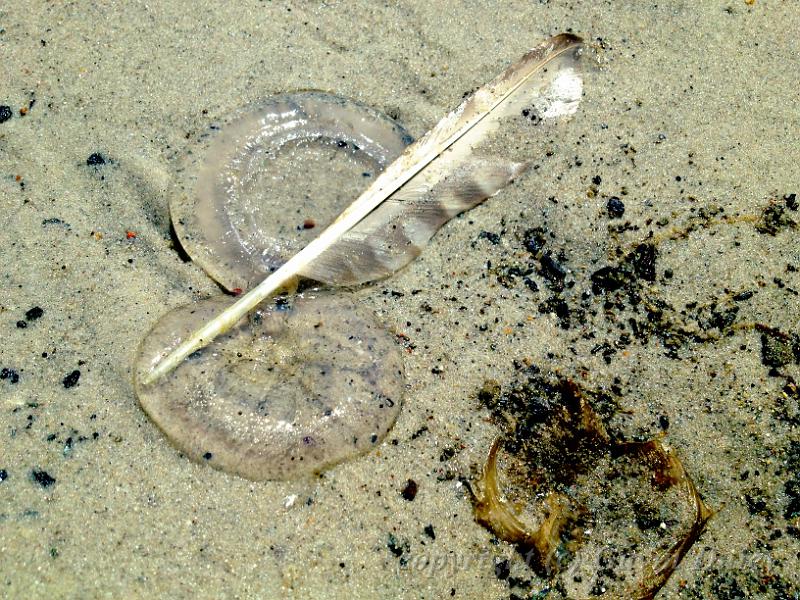 Beached jellyfish, Noosaville IMG_0861.JPG - Camera+ recipe?? scene: Auto? effect: Lo-Fi (70%)